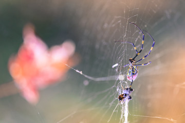 Closeup of creepy spider in spiderweb waiting to trap prey