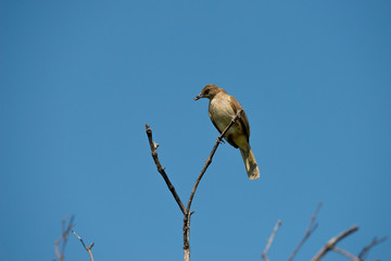 Streak-eared Bulbul eating spider with blue sky background