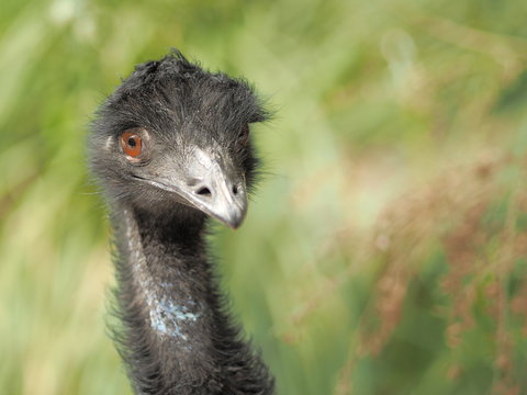 Emu Dromaius novaehollandiae holding look out and looking very cute to the side, at a forest in south east Victoria, Australia