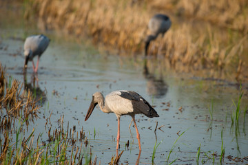 Asian openbill or Asian openbill stork