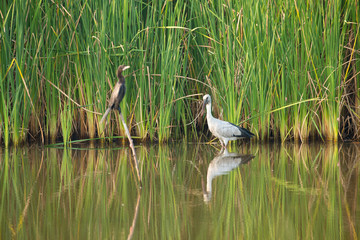 Asian openbill or Asian openbill stork