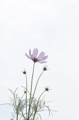 ピンク色のコスモス
