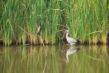 Asian openbill or Asian openbill stork
