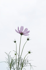 ピンク色のコスモス