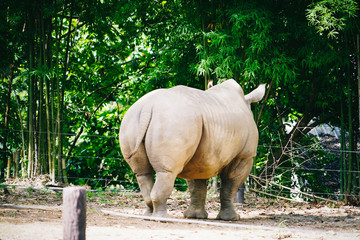 Fototapeta premium rhino