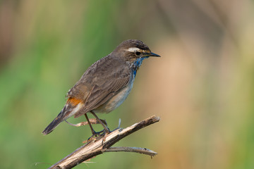 Male Bluethroats from Alaska,  Bluethroat is one of the handful of birds that breed in North America and winter in Asia.