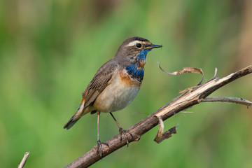 Male Bluethroats from Alaska,  Bluethroat is one of the handful of birds that breed in North America and winter in Asia.