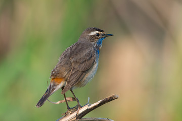 Male Bluethroats from Alaska,  Bluethroat is one of the handful of birds that breed in North America and winter in Asia.
