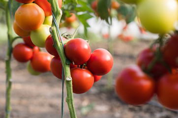 Ripe tomatoes in garden ready to harvest