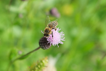 bee collects nectar
