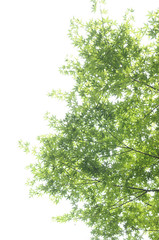 風流　清涼感　緑のモミジ