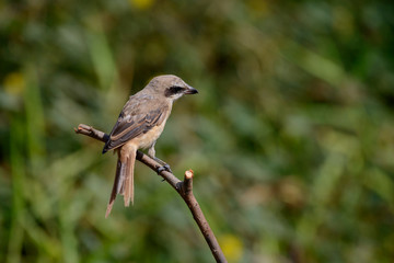Fototapeta premium Brown shrike with blur green grass field background