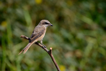 Brown shrike with blur green grass field background