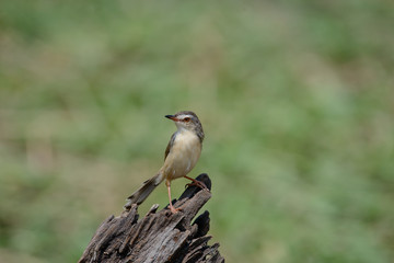 Fototapeta premium Plain Prinia or White-browed Prinia with blur green background