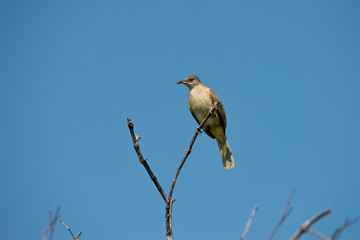 Streak-eared Bulbul eating spider with blue sky background