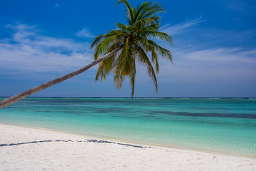 tropical beach in Maldives with few palm trees and blue lagoon