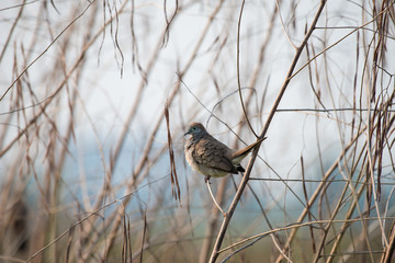 Zebra Dove also known as barred ground dove, is a bird of the dove family, Columbidae, native to Southeast Asia.