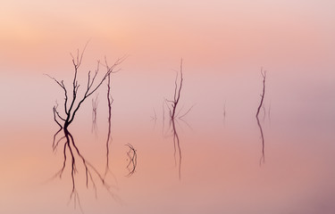 Obraz premium Twisted trees rise from the lake amidst fog coloured by the sunrise