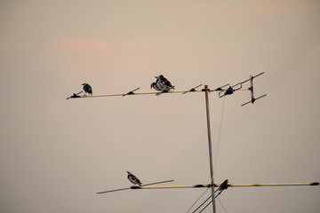 Bird standing on TV antenna