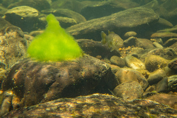 smallmouth bass underwater