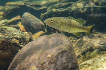 smallmouth bass underwater