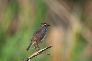 Male Bluethroats from Alaska,  Bluethroat is one of the handful of birds that breed in North America and winter in Asia.