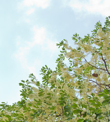  White Meranti