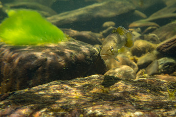 smallmouth bass underwater