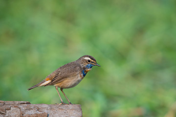 Male Bluethroats from Alaska,  Bluethroat is one of the handful of birds that breed in North America and winter in Asia.