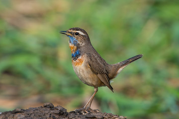 Male Bluethroats from Alaska,  Bluethroat is one of the handful of birds that breed in North America and winter in Asia.