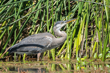great blue heron wading water