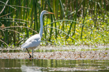 snowy egret wading