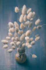 bunny tails grass on wooden background.