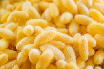 Yellow silkworm cocoon shell through the Silk Route