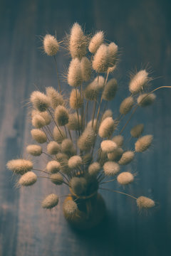 Bunny Tails Grass On Wooden Background.