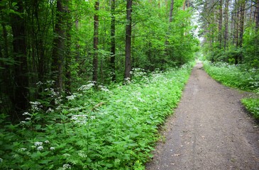 Fototapeta na wymiar Green and white forest