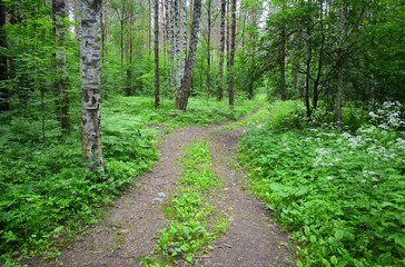 Winding road in the forest