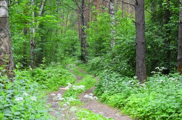 Obraz premium The road goes deep into the forest