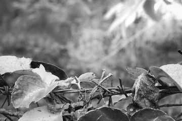black and white leaf on blur nature background.