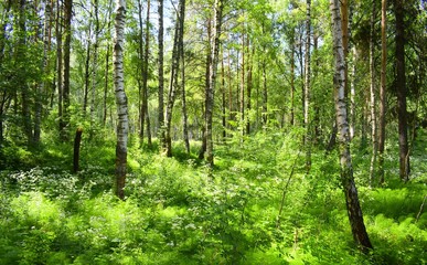 Birch forest and grass green