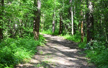 Forest carpet of bumps on the road
