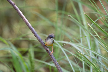 Yellow-bellied Prinia with blur green grass field background