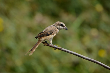 Brown shrike with blur green grass field background