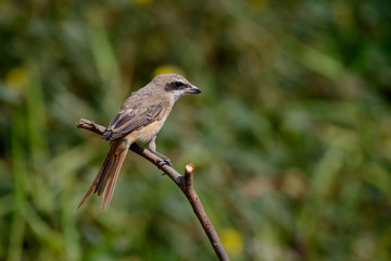Fototapeta premium Brown shrike with blur green grass field background