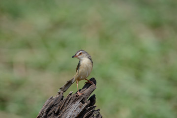 Fototapeta premium Plain Prinia or White-browed Prinia with blur green background