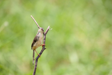 Plain Prinia or White-browed Prinia with blur green background