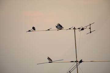 Bird standing on TV antenna