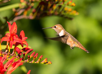 Fototapeta na wymiar Close-up of a young male Rufous Hummingbird hovering in front of a bright red crocosmia flower