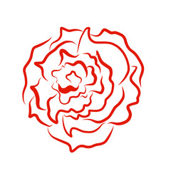 Sketch line drawing of rose isolated illustration on white background