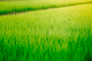 Green grass is growing